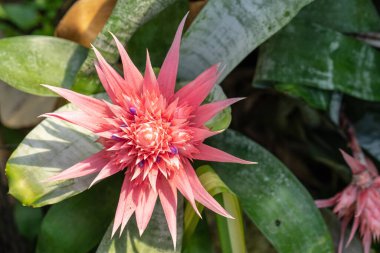 Bromeliaceae (Bromeliaceae), tek renkli çiçekli bir bitki familyasıdır.