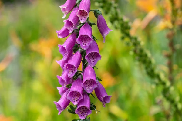 Digitalis purpurea, a foxkesztyű vagy közös foxkesztyű vagy női kesztyű — Stock Fotó