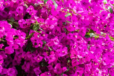 Bougainvillea dikenli asmalar, çalılar ve ağaçların oluşturduğu bir cinstir.