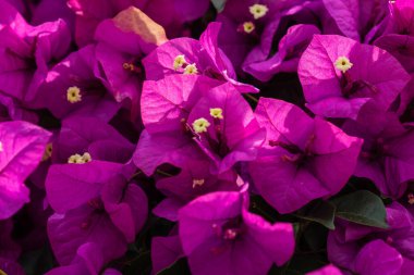 Bougainvillea dikenli asmalar, çalılar ve ağaçların oluşturduğu bir cinstir.