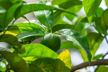 Limon, tipik olarak yuvarlak, yeşil renkte, 3,6 santimetre çapında ve asitli vazik içerir.