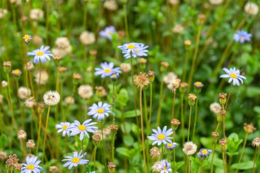 Yazın güzel çiçek açan çayır. Çiçek açan çayır ve çiçekler.