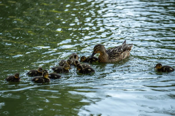 Eine Entenfamilie, Entenmutter und Entchen schwimmen im Wasser. — Stockfoto