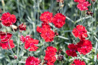 Dianthus caryophyllus, karanfil veya karanfil pembesi olarak da bilinir.
