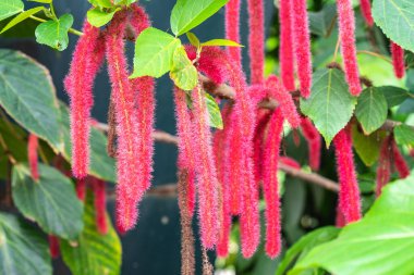 Acalypha hispida, the chenille plant,also known as the Philippines Medusa, red hot cats tail and fox tail clipart
