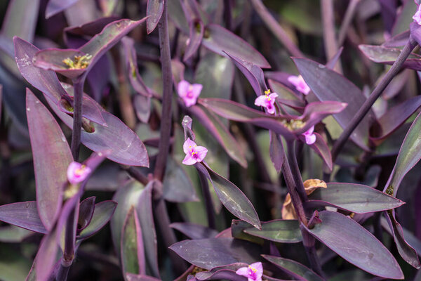 Tradescantia pallida more commonly known as wandering jew or walking jew. Other common names include purple secretia, purple-heart, purple queen