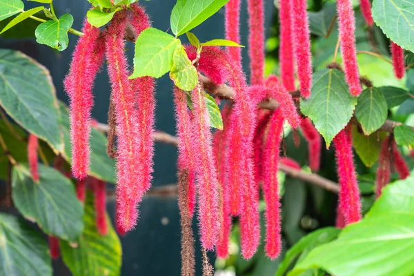 Acalypha hispida, the chenille plant,also known as the Philippines Medusa, red hot cats tail and fox tail — Stock Photo, Image