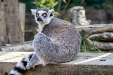 Halka kuyruklu lemur, Lemur catta büyük bir strepsirrhine primatı ve uzun, siyah ve beyaz halkalı kuyruğundan dolayı en çok tanınan lemur.