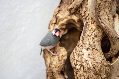 Java serçesi, Lonchura oryzivora, Java ispinozu, Java pirinç serçesi veya Java pirinç kuşu olarak da bilinir.