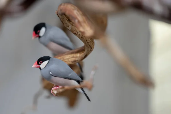 Le moineau Java, Lonchura oryzivora, également connu sous les noms de Java finch, Java rice sparrow ou Java rice bird — Photo