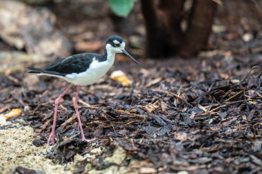 Kara kanatlı stilt Himantopus himantopus, Avocet ve stilt familyasında çok uzun bacaklı bir yağmurluktur.