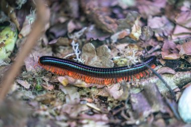 Dev Afrika kırkayağı, Başpiskopos gigas