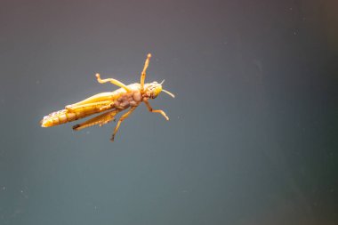 Çöl çekirgesi Schistocerca gregaria, Acrididae familyasından bir çekirge türü.