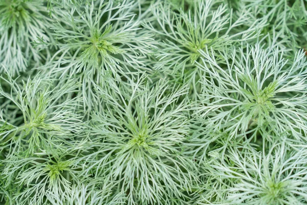 Artemisia schmidtiana nebo Nana je kompaktní, polovšudypřítomná trvalka tvořící nízký, roztahující se pahorek, s měkkými, stříbřitými listy rozdělenými do vlasů jako laloky — Stock fotografie