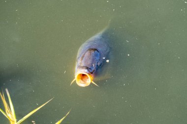 Sazan kafasını suya attı ve yiyecek istedi.