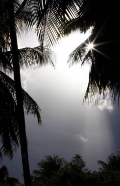 Palmiye ağaçları fırtınalı bir bulutun önünde siluet içinde, bir yıldız şeklinde güneş parlaması fronds ile parlayan ile, atmosfer egzotik, tropikal ve zarif