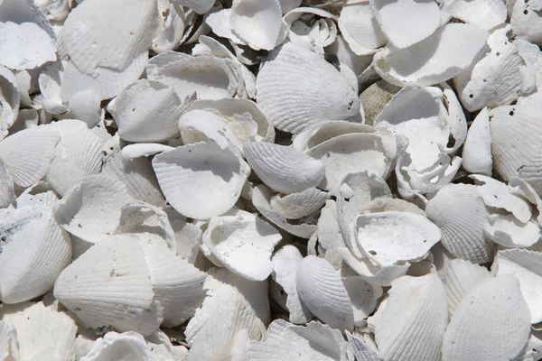 An overall pattern of bleached seashells, shot from above, giving the photo a monochromatic effect, taken on an atoll in French Polynesia.