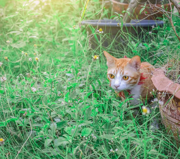 Cute Cats Playing House Lawn Using Wallpaper Background Animal Image — Stock Photo, Image