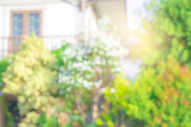 Bu yaprak veya ağaç bitki bokeh bulanık arka plan düzen veya yer metin veya iletide için kullanılan'ın duvar kağıdı