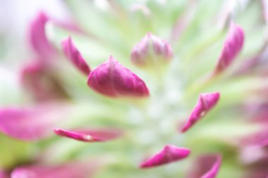 Kaktüs yapraklarını ya da yakınlardaki yaprakları kapamak odaklanmayı bulanıklaştırıyor. Di için