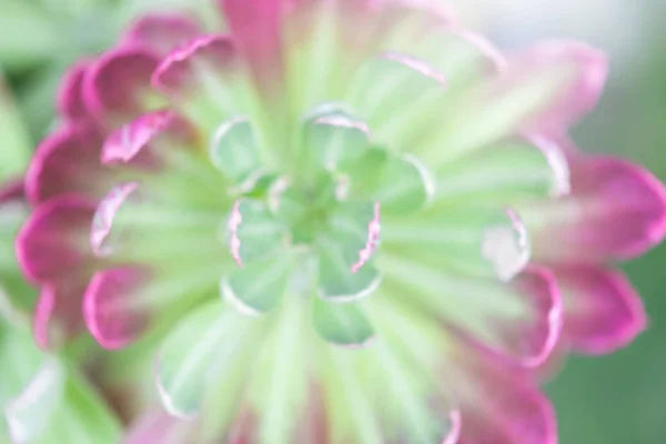 Close up cactus Leaves or petals near zoom blurred focus. for Di