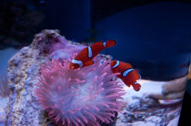 Deniz altı yaşamı, doğa.