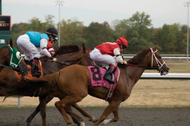 Horse race, competition, sport