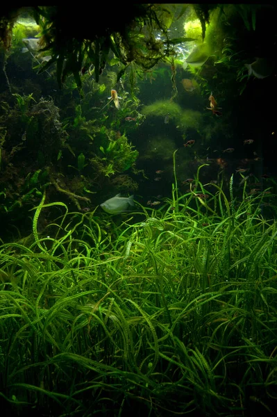 Güzel su altı manzarası, balık.