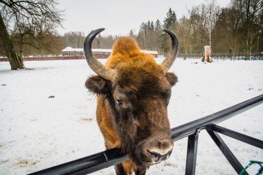 Kışın Avrupa bizonu