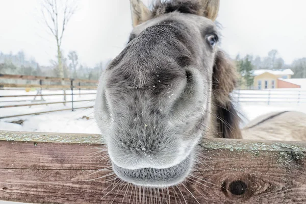 Konik - Polish primitive horse in the winter