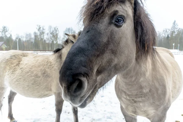 Konik Polish Primitive Horse Winter — Stock Photo, Image