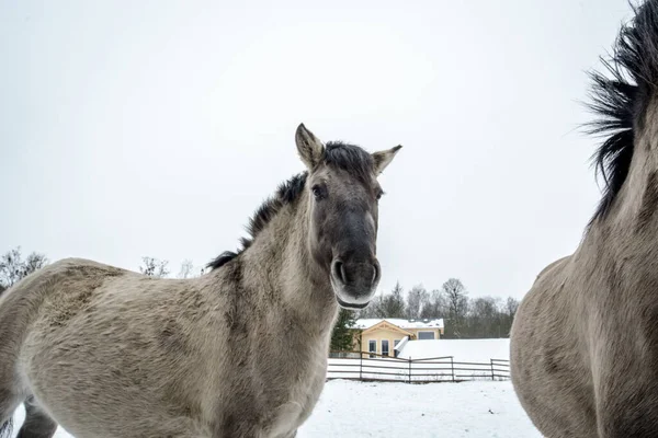 Konik Polish Primitive Horse Winter — Stock Photo, Image