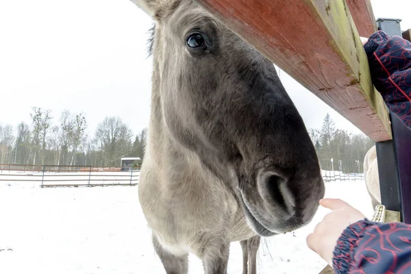 Konik Polský Primitivní Kůň Zimě — Stock fotografie