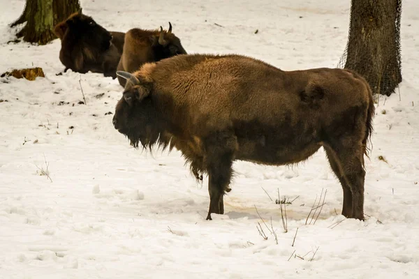 European Bison Winter — Stock Fotó