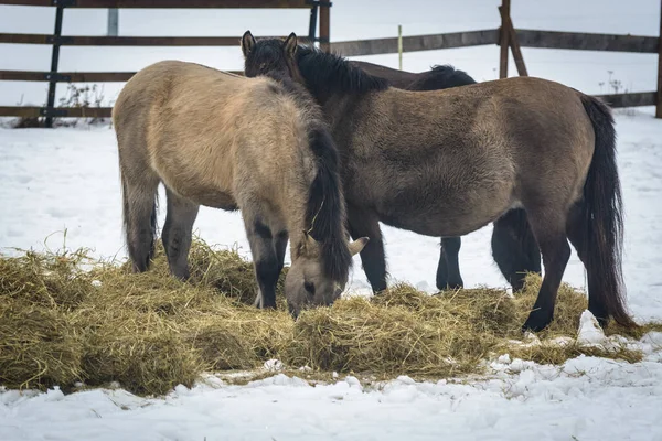 Konik Polish Primitive Horse Winter — Stock Photo, Image