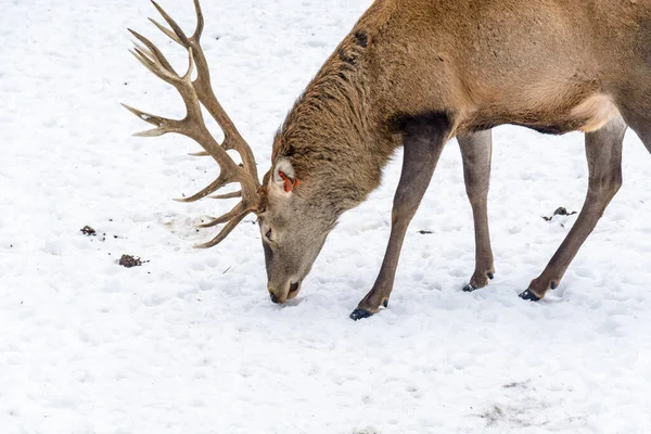 Deer Winter — Stock Photo, Image