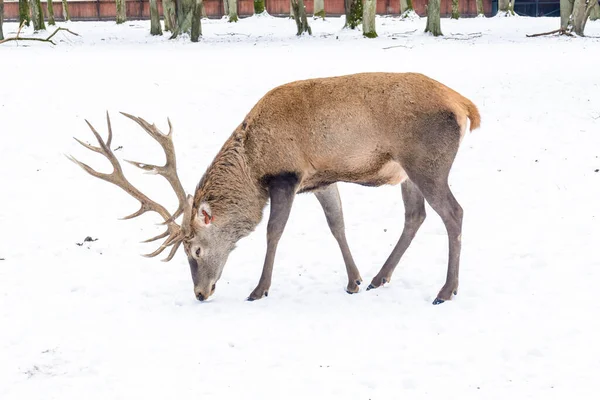 Deer Winter — Stock Photo, Image