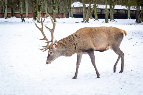 Deer Winter — Stock Photo, Image