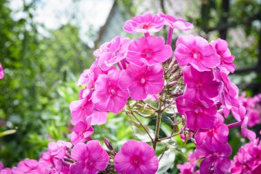 Bitkiler, pembe çiçekler, yakın plan.