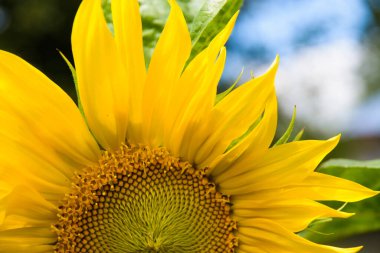 parlak ayçiçeği, kapat