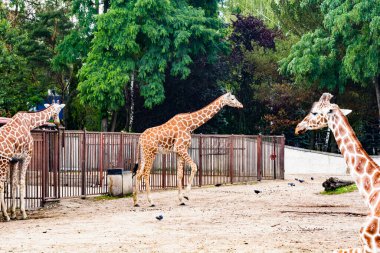 Hayvanat bahçesindeki zürafa