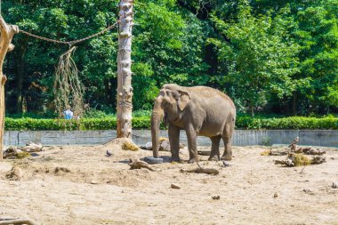 Hayvanat bahçesindeki fil.
