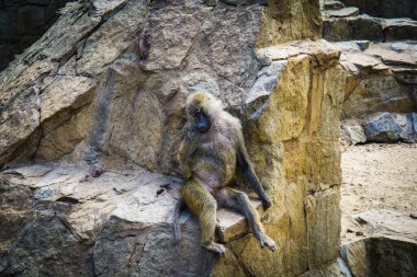 Hayvanat bahçesindeki maymunlar