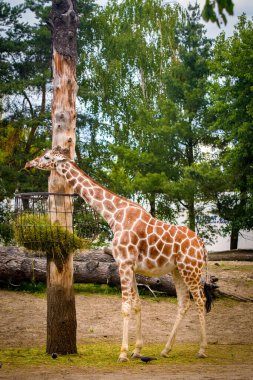 Hayvanat bahçesindeki zürafa