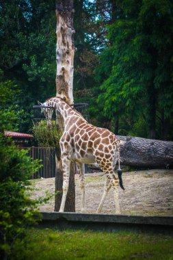 Hayvanat bahçesindeki zürafa