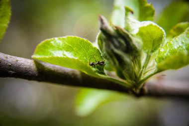 Karınca makrosu, kapat.