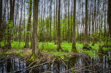 İlkbaharda orman, doğa