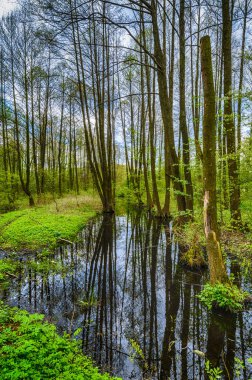 İlkbaharda orman, doğa