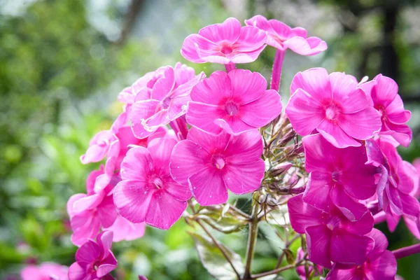 Plants Pink Flowers Close — Stock Photo, Image