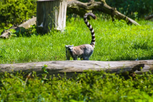 Affen Zoo — Stockfoto